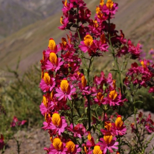 Schizanthus grahami